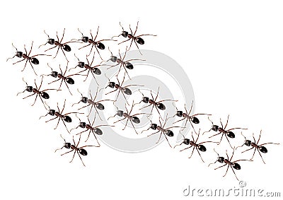 Ants discipline Stock Photo