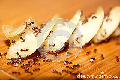 Ants eating Stock Photo