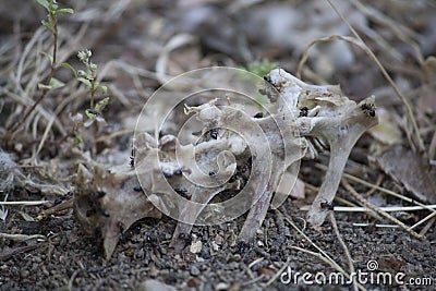 Ants eating from a bone Stock Photo