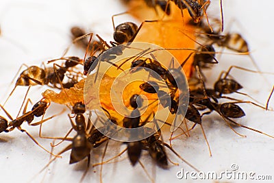 The ants are eatting food on white bacjground. Stock Photo
