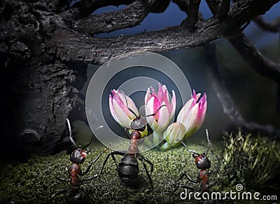 Ants find secret flower Stock Photo