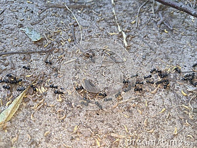 The ants found their prey on the road. Stock Photo