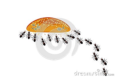 Ants gather around bread, cake, bun or cookies. Ants colony and food isolated on white background. Vector Illustration