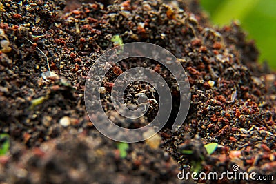 Ants go to home Stock Photo