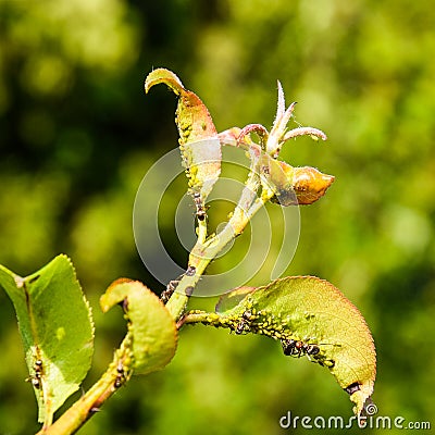 Ants graze a colony of aphids on young pear shoots. Pests of pla Stock Photo