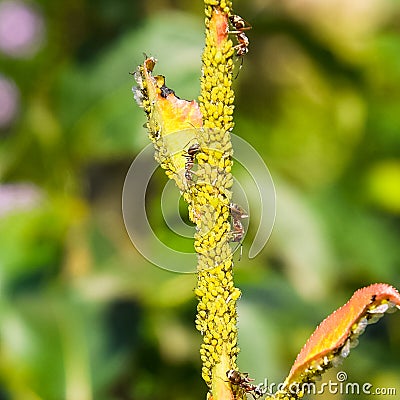 Ants graze a colony of aphids on young pear shoots. Pests of pla Stock Photo