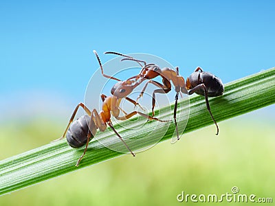 Ants, greetings with jaws Stock Photo