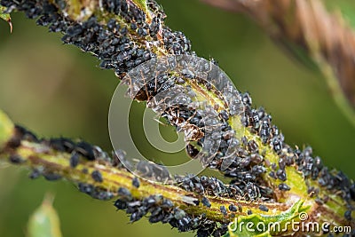 Ants guard herding and milking aphids on a plant in nature, Germany Stock Photo