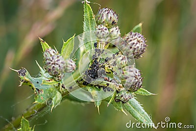 Ants guard herding and milking aphids on a plant in nature, Germany Stock Photo