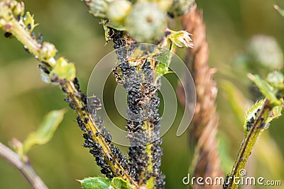 Ants guard herding and milking aphids on a plant in nature, Germany Stock Photo
