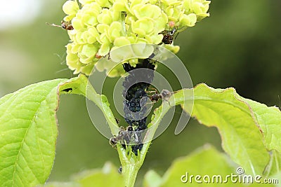 Ants guarding their colony of black aphids Stock Photo