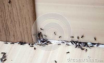 Ants in the house Stock Photo