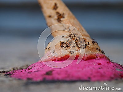Ants on ice cream on floor Stock Photo