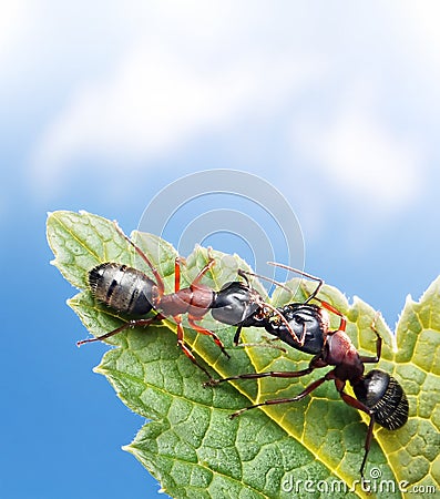 ants kissing on leaf under blue sky Stock Photo