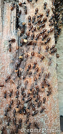 ants marching on the wood while carrying their food. Stock Photo
