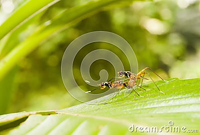 Ants mating in green background, nature stock shot with ants in middleground Stock Photo