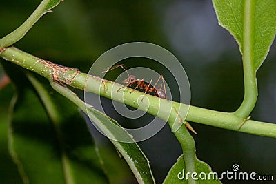 Ants are the most common species of ants. They are found mainly in the forests of northern Thailand Stock Photo