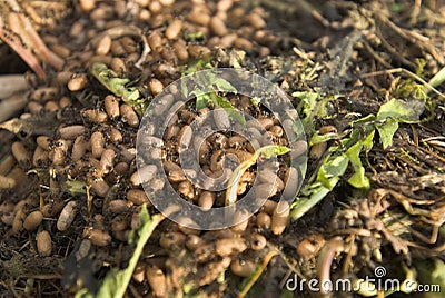 Ants nest Stock Photo