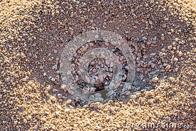 An Ants Nest Stock Photo