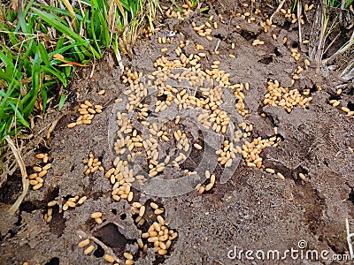 Ants nest Stock Photo