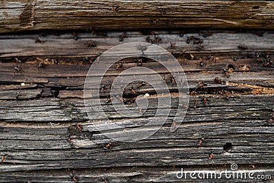 Ants nest in wood - Fire ants crawling on the wooden old house Stock Photo