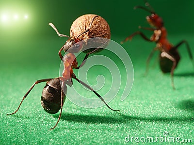 Ants night soccer at stadium Stock Photo