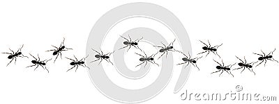 Ants path graphic icon Cartoon Illustration