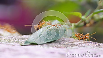 Ants Pharaoh ant _ Urumbu Stock Photo