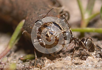 Ants pulling a grub gnawing it Stock Photo