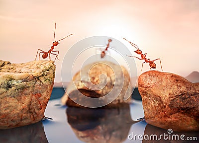 Ants standing on rocks, trying to cross water Stock Photo