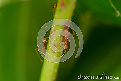 Ants standing on trees Stock Photo