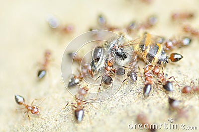 Ants swarm eating dead honey bee, insect, honeybee, nature Stock Photo