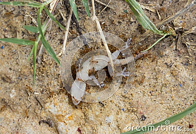 Ants Swarm Eating Lizards Ant trying to move Stock Photo