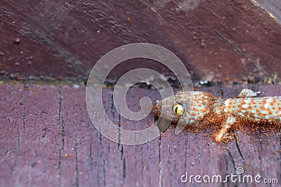 Ants swarm eats the carcasses of dead gecko Stock Photo