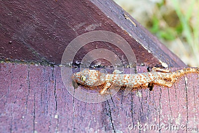 Ants swarm eats the carcasses of dead gecko Stock Photo