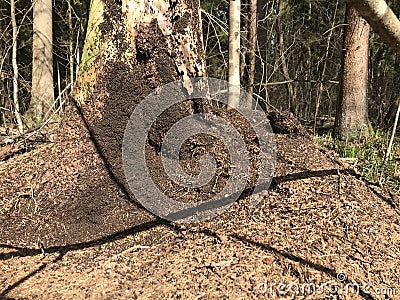 Ants swarm in the spring forest. building a huge anthill Stock Photo