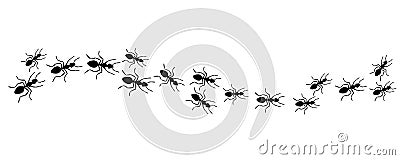 Ants trail, lines of working ants on white background. Groups of insect marching or walking down the road. Insect colony Vector Illustration