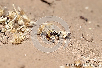 Ants trying to carry the grain husk together Stock Photo