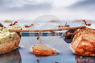 Ants trying to cross water Stock Photo