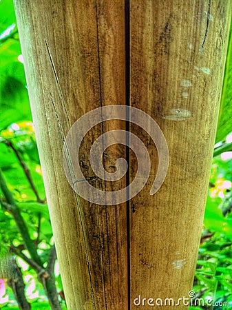 ants are walking on bamboo Stock Photo