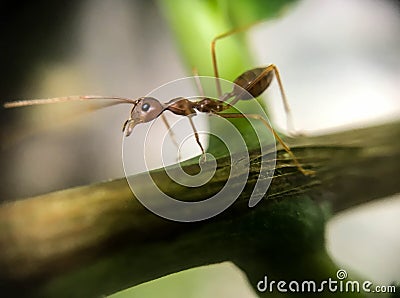 Ants walking on branch tree Stock Photo