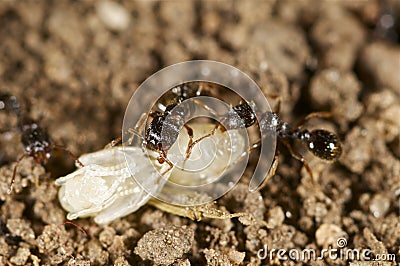 Ants with a wasp larva Stock Photo