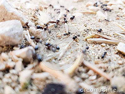 Ants workers working delivering things to their nest through a road Stock Photo