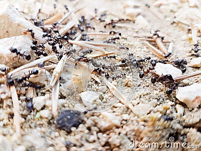 Ants workers working delivering things to their nest through a road Stock Photo