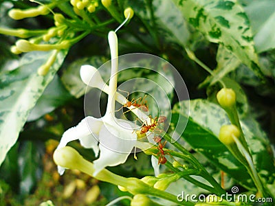 The ants are working not tired. Stock Photo