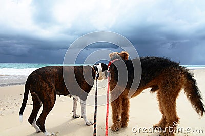 Anxiety fear in dogs on beach scared of dark thunder storm Stock Photo