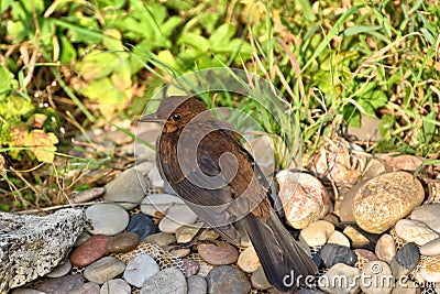Juvenile blackbird at edge of pond Stock Photo