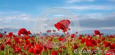 Anzac Dat. Remembrance day. Summer meadow with flowers. Red poppy flower posters, banner, header for website. Stock Photo