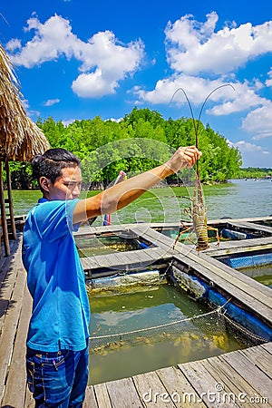 AO NANG, THAILAND - FEBRUARY 19, 2018: Outdoor view of unidentified man holding a lobster inhis hand at Farm fish wood Editorial Stock Photo