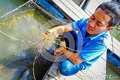 AO NANG, THAILAND - FEBRUARY 19, 2018: Outdoor view of unidentified man recolecting a lobster at Farm fish wood Editorial Stock Photo